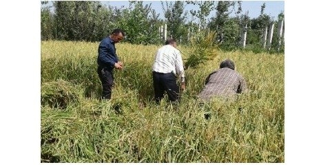 حمایت وزارت جهاد از کشت برنج فقط در استان های  مازندران و گیلان
