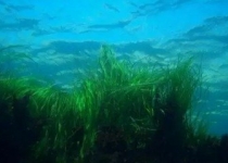 فواید علف دریایی در برابر اسیدی شدن آب اقیانوس‌ ها 