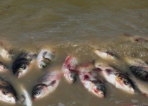 علت مرگ ماهیان رودخانه فریدونکنار