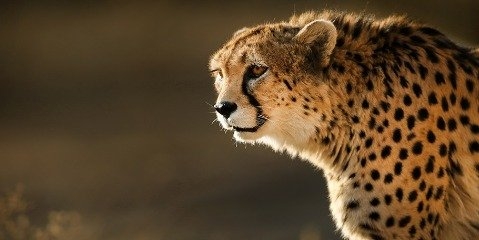 برای حفاظت از  یوزپلنگ ایرانی باید روشمان را تغییر دهیم