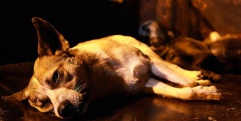 سگ کشی در ایران همچنان ادامه دارد 