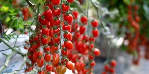 صادرات گوجه فرنگی گلخانه ای آزاد است 