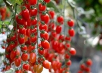 صادرات گوجه فرنگی گلخانه ای آزاد است 