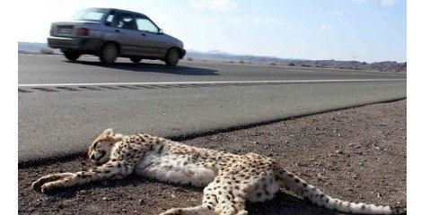 میزان مرگ و میر یوزپلنگ ایرانی در تصادفات جاده ای