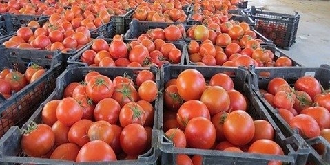  علت صادرات گوجه فرنگی با وجود ممنوعیت صادرات