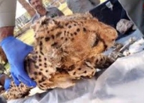 کشف لاشه یوزپلنگ در راور کرمان 