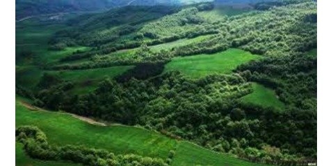 برنامه مدیریت پایدار جنگل تا یک ماه آینده آماده اجرا می‌شود