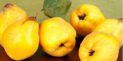 آیا "مفیدترین میوه فصل پاییز" را می‌شناسید + خواص درمانی 