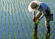  ممنوعیت کشت برنج به مصوبه مجلس نیاز دارد| ۸۴درصد تولید در شمال است 