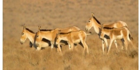 بی‌تدبیری و ناآگاهی مرگ وحوش ایران را رقم زد