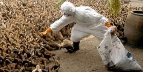 لزوم انجام اقدامات کنترلی در مقابله با آنفولانزای پرندگان  