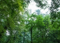 پیامدهای عدم نظارت و برنامه مدون برای جنگل ها