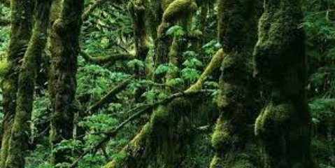جنگل زدایی در آمازون و استرس جنگل های شمال