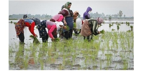 خاک نمک خوار  مازندران