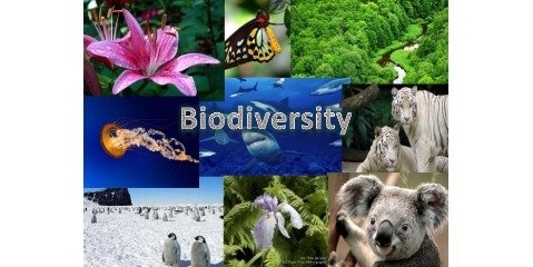 ساخت جزیره برای تنوع زیستی