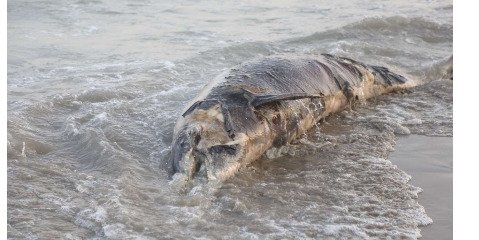 مرگ یک  دلفین بینی بطری در سواحل چابهار