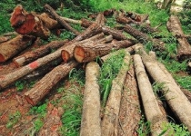  ۶ زن به اتهام قاچاق چوب در مازندران دستگیر شدند