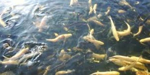 ممنوعیت پرورش‌ ماهی در مخازن سدهای تامین آب آشامیدنی 