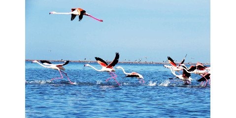 آشوراده را پایگاه ملی و بین المللی مطالعات زیست محیطی کنید