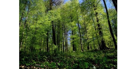 تخریب جنگل به بهانه زنبورداری یا بیماری درختان شمشاد  