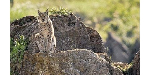 کشف یک گونه شکاری جدید و افزایش وحوش در استان همدان