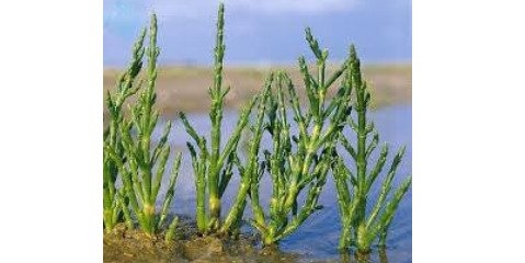 جلوگیری از طغیان نمک دریاچه ارومیه با کشت گیاه شورپسند 