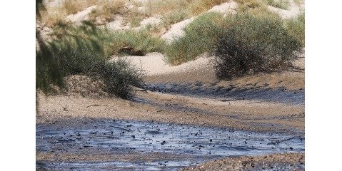 درخواست نقشه جدید از نقاطی که نباید  عملیات مالچ‌پاشی انجام شود