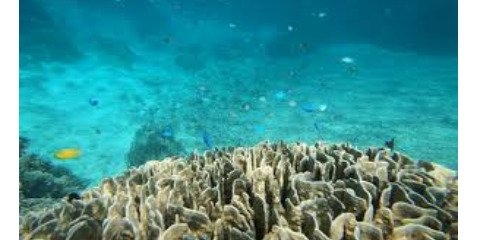 اهمیت حفاظت از صخره های مرجانی