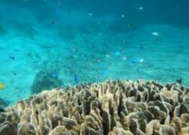 اهمیت حفاظت از صخره های مرجانی