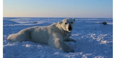  اعلام وضعیت اضطراری  روسیه در اثر هجوم خرس‌های قطبی 