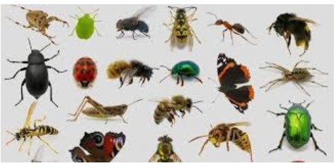 انقراض حشرات و پیامدهای آن برای انسان
