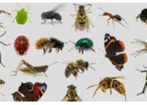 انقراض حشرات و پیامدهای آن برای انسان
