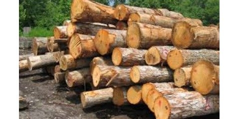 کشف ۴۵۰ تن قاچاق چوب در سطح استان 