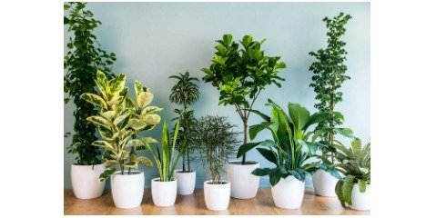  گیاهان تصفیه کننده هوا کدامند