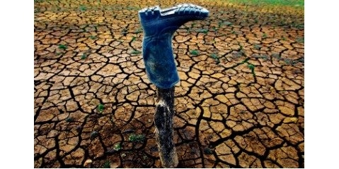 بازدهی آب مصرفی بخش کشاورزی ۴۰ درصد کمتر از متوسط استاندارد جهانی