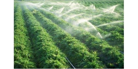 افزایش تولید محصولات کشاورزی در کنار بهینه‌سازی مصرف آب