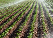 کشاورزی هوشمند راهکار افزایش بهره وری آب 