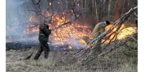 قصور انسانی علت اکثر آتش سوزیهای جنگل و نیمی از جنگلهای خراسان شمالی در معرض آتش سوزی 