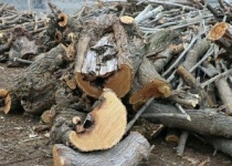 نگرانی مردم از قطع بی رویه بلوطها و قاچاق چوب در جنگلهای زاگرس