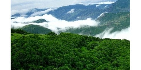 در ایران ۶ نوع جنگل وجود دارد