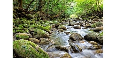 پیمانی برای حفظ طبیعت در روز طبیعت