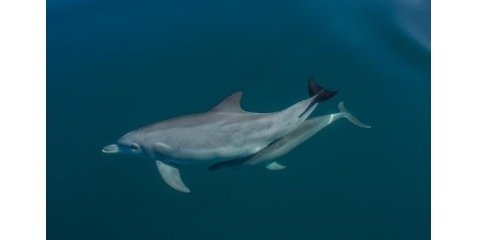 تغییرات اقلیمی تهدیدی برای بقای دلفین ها است