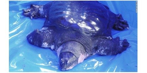 خطر انقراض کمیاب‌ترین گونه لاک‌پشت در جهان
