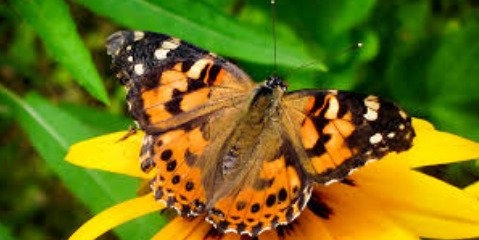 رشد جمعیت گونه‌ای از پروانه همزمان با افزایش بارش‌ها 