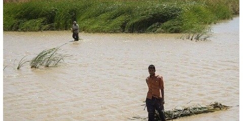 حدود ۲۰ درصد کل مساحت هامون آبگیری شده است