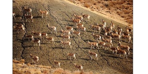 احتمال مسمومیت عمدی قوچ و میش‌های پارک ملی گلستان