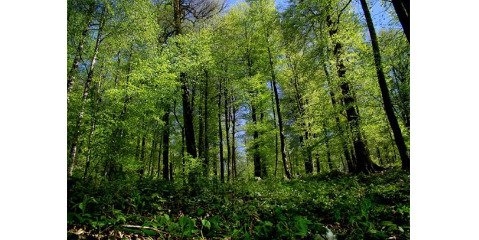 تا ۲۰ سال آینده در ایران جنگلی نخواهیم داشت