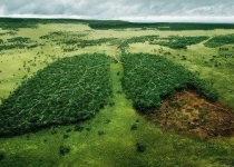 قطع درختان نفس زمین را می گیرد