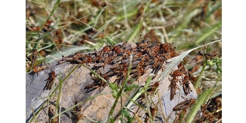 مبارزه با ملخ های صحرایی در سیستان و بلوچستان