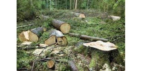 تخریب سالانه ۱۲ هزار هکتار جنگل در کشور